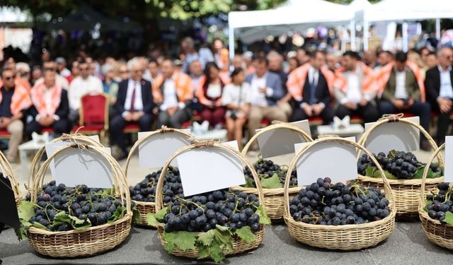 Kavacık Üzüm Festivali'ne coşkulu açılış