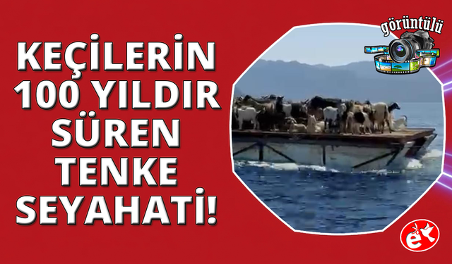 Keçilerin 'Mavi yolculuğu' 100 yıldır sürüyor