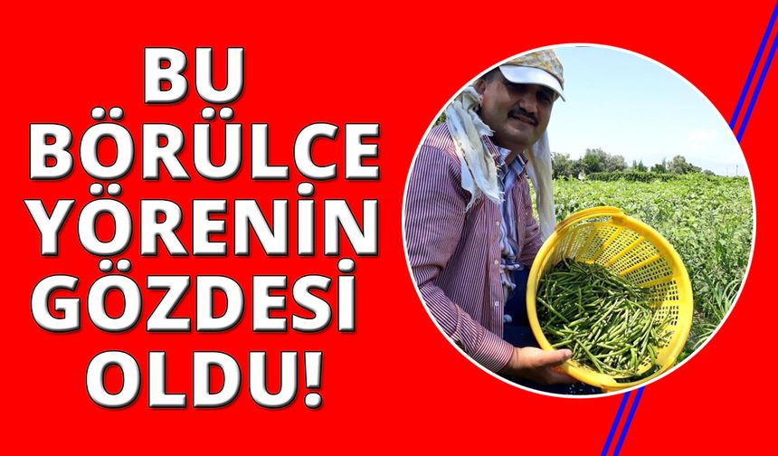 Manisa Kızılçukur börülcesi gözde ürün oldu