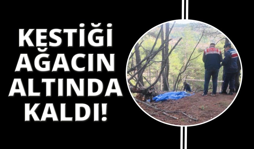 Odun yapmak için kestiği ağacın altında can verdi