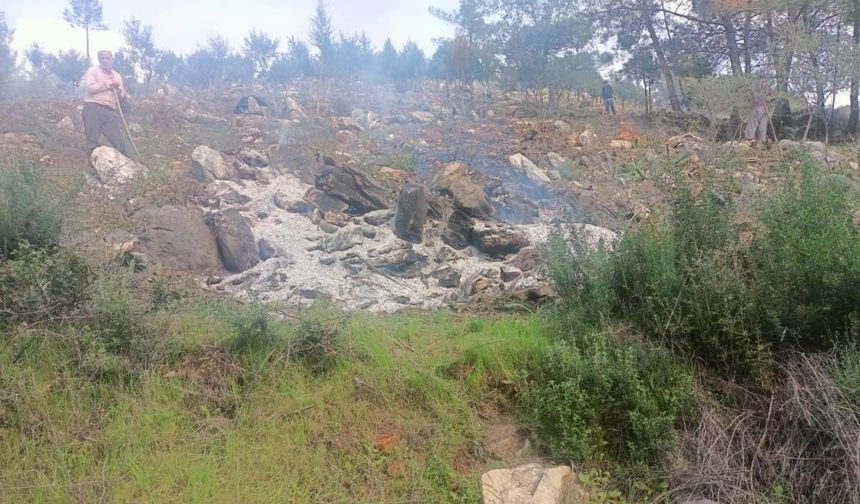 Bodrum'da ağaçları kesip yaktılar: 20 gözaltı