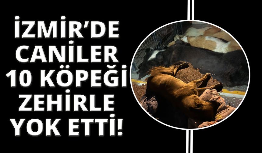  İzmir’de 10 köpek zehirlenerek öldürüldü