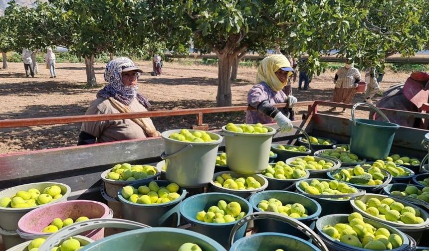 Buharkent’te erkenci taze incir hasadı başladı
