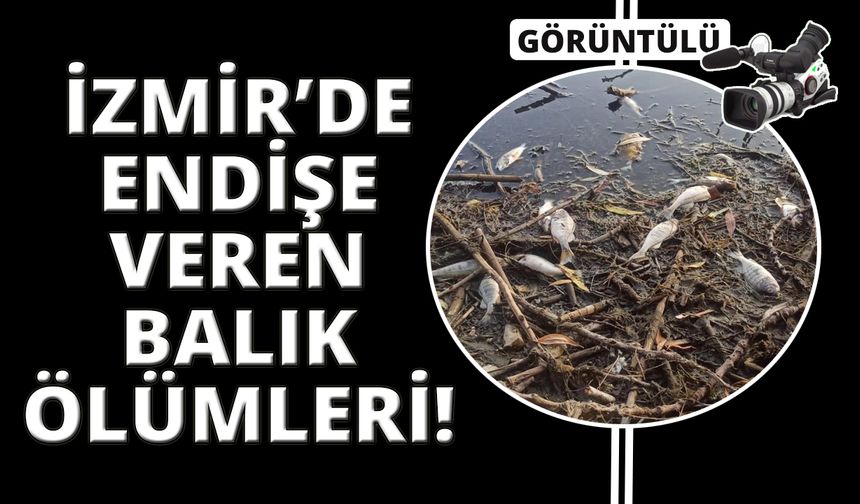 İzmir Gölcük Gölü'nde yüzlerce balık ölü olarak kıyıya vurdu