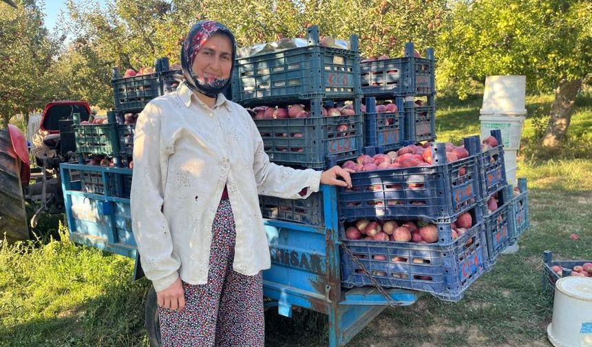 Elma verimi üreticinin yüzünü güldürdü