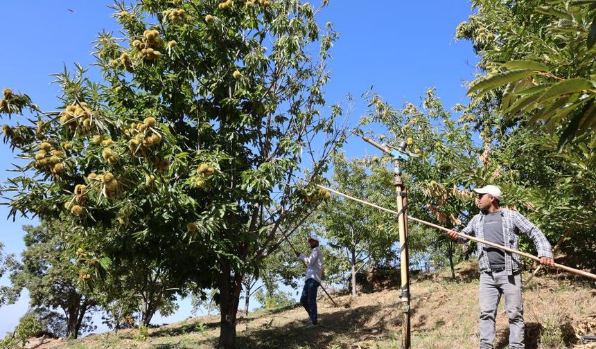 Aydın dağlarında kestane hasadı telaşı başladı