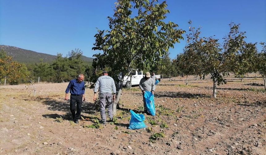 Bozkurt'ta belediyenin ceviz bahçesinde ilk hasat yapıldı