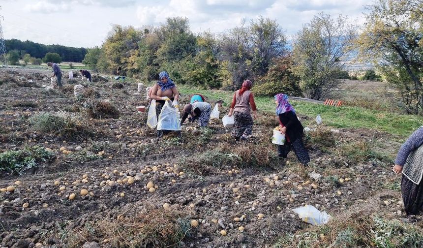 Patates arpa ve buğdaydan daha karlı