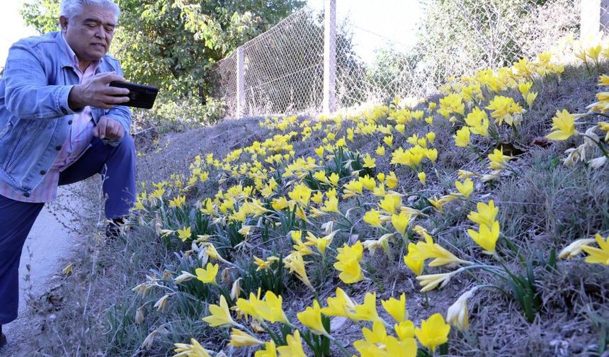 Karabağlar Yaylası'ndan göçün işareti: Göç Göç Çiçeği