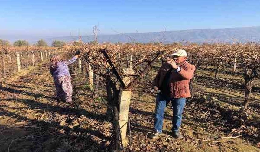 Sarıgöl'de bağ budama ücreti açıklandı