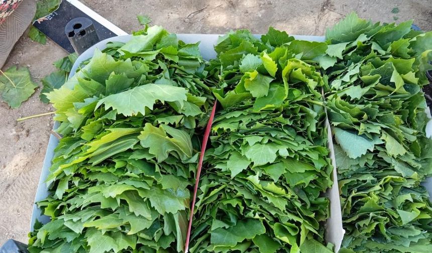 Sarıgöl’de bağ yaprağı sezonu açıldı