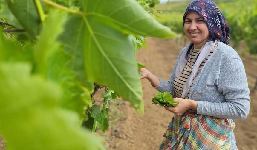 Sarıgöl’de evlerde salamura yaprak zamanı