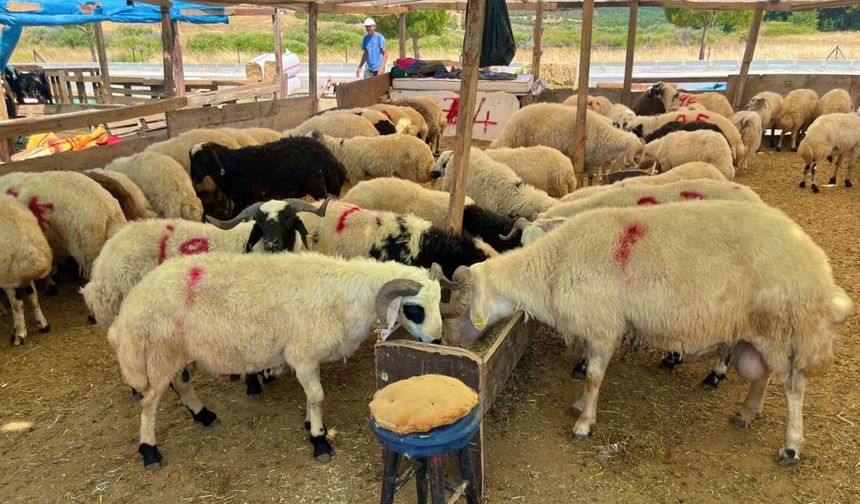 Aliağa'da kurbanlık kesim fiyatları belli oldu