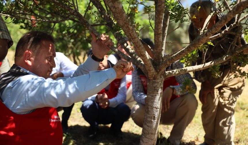 Muğla’da sakız hasadı gerçekleştirildi