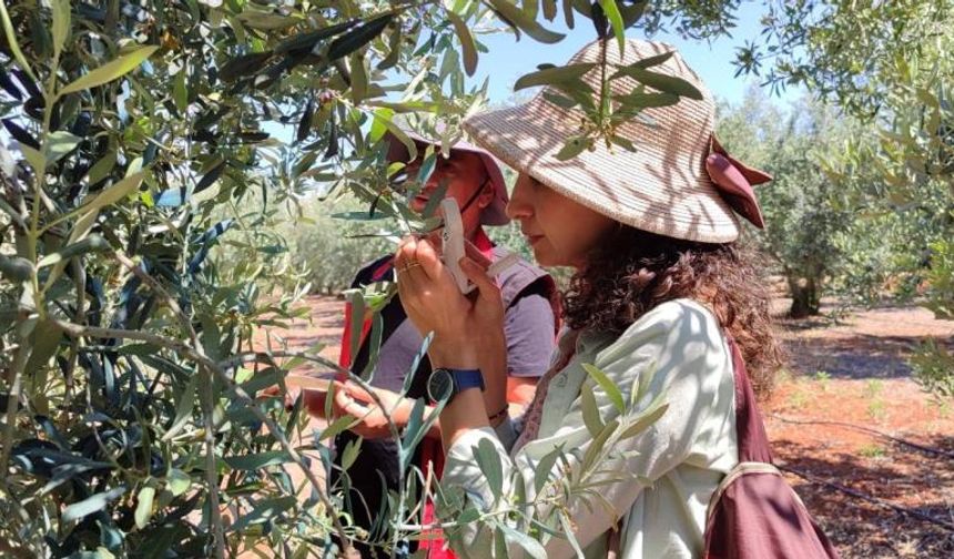 Salihli’de ‘zeytin güvesi’ alarmı