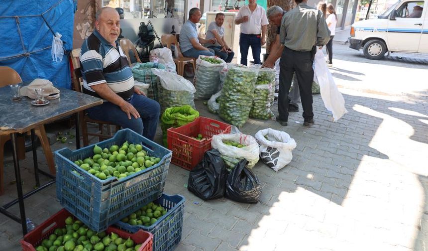 Aydın incirinde 'ilekleme' sezonu başladı