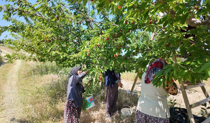 Coğrafi işaretli Demirci kirazında hasat başladı