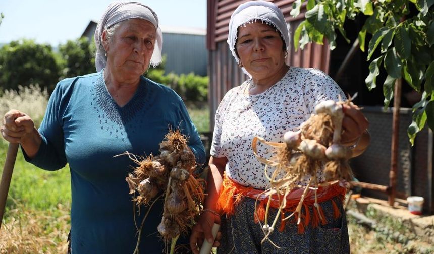 Coğrafi işaretli Ula sarımsağı ilgi odağı oldu
