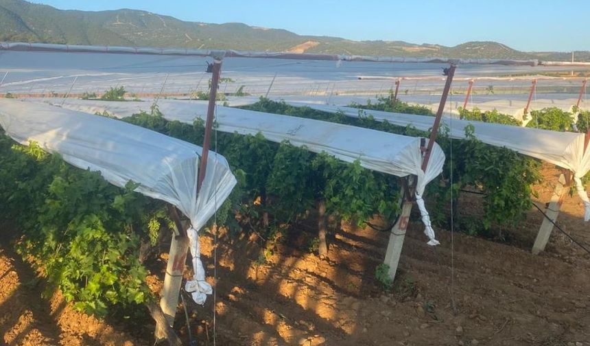 Sarıgöl’de üzüm bağları örtü altına alınıyor