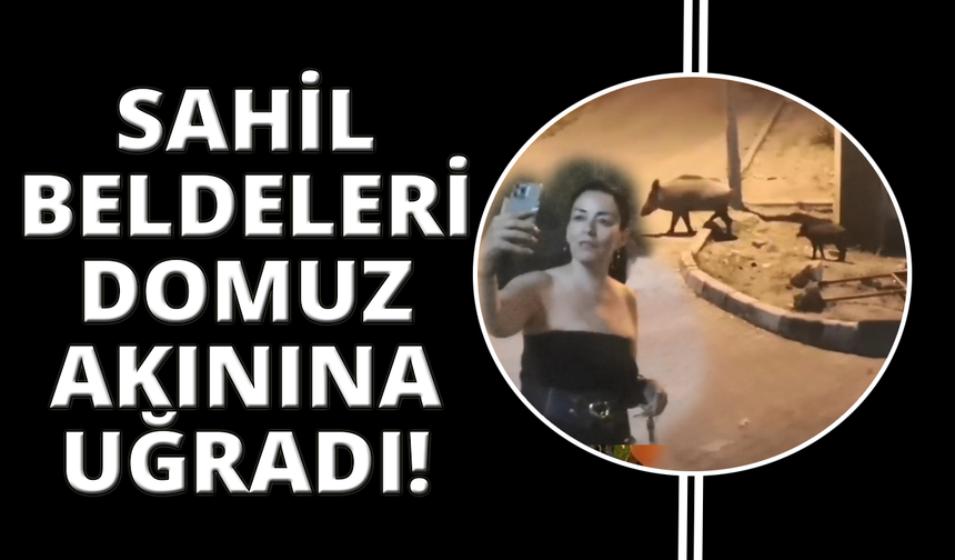 Muğla'da domuzlarla selfie modası