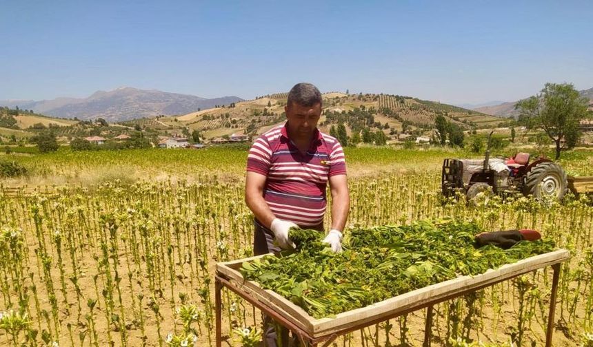 Sarıgöl’de tütün kırımı başladı