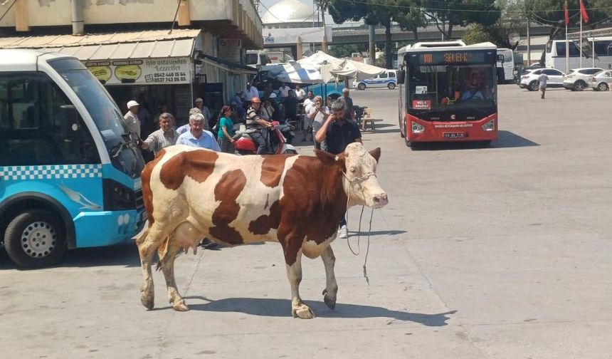 Manisa'da mezbahadan kaçan inek ortalığı birbirine kattı
