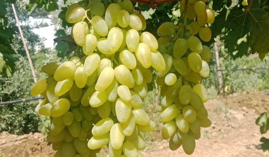 Sarıgöl Ovası’nda erkenci üzüm alımları başladı
