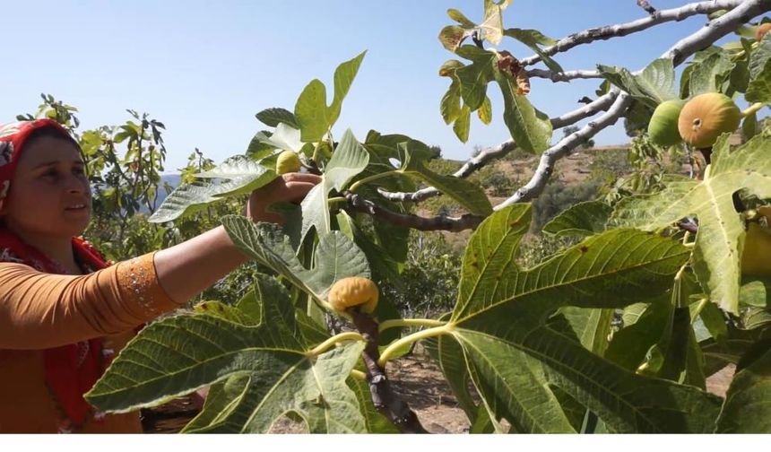 Tire'de incir hasatında işçi maaşı günlük bin 700 TL
