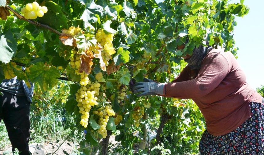 'Sarı altın' Early Sweet üzümü üreticinin yüzünü güldürdü