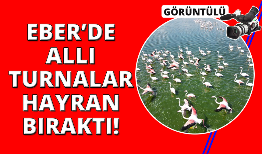 Eber Gölü'nün geçici ev sahipleri allı turnalar havadan görüntülendi