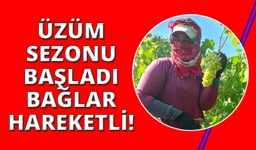 Manisa'da bağlarda üzüm sezonu heyecanı başladı