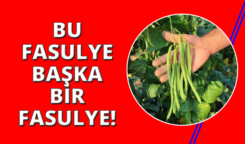 Meşhur Çameli sırık fasulyesinde hasat zamanı
