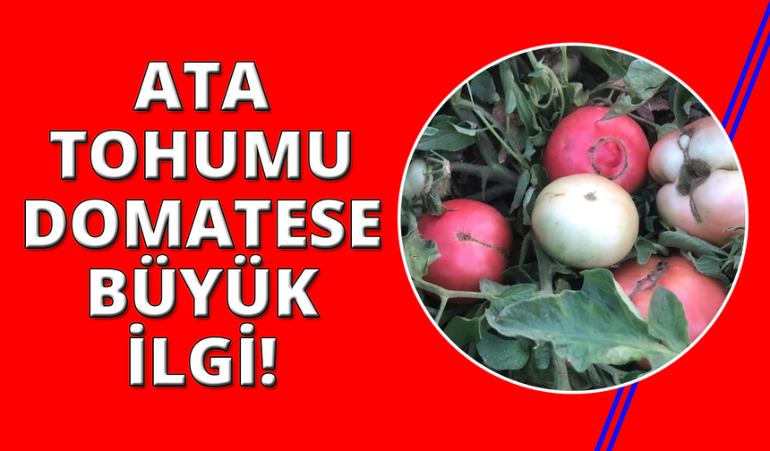 Manisa'da ata tohumlu domateslere yoğun ilgi