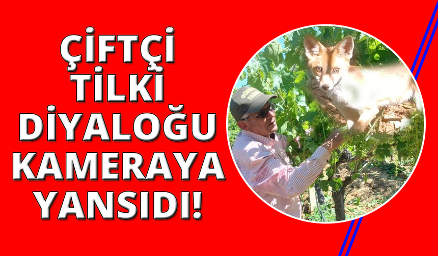 Manisalı çiftçi tilkiyle göz göze geldi konuşarak uğurladı