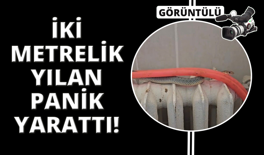 Kütahya'da restoran tuvaletindeki yılan korkuttu