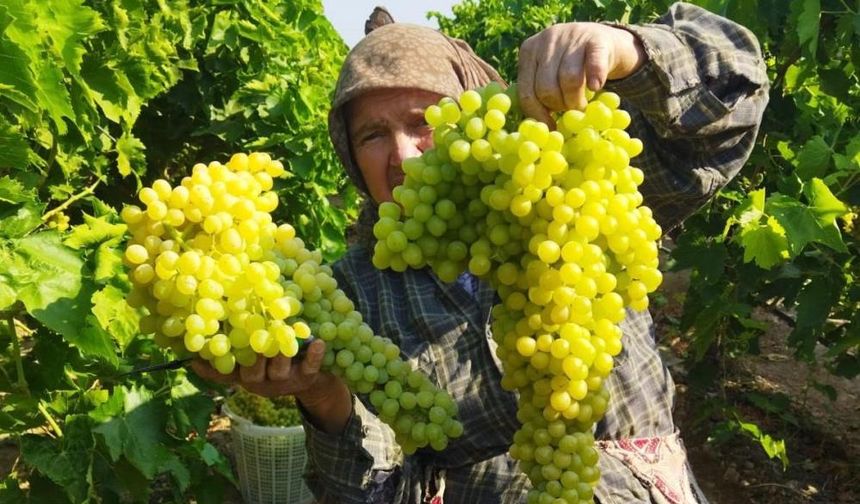 Sarıgöl'de üzüm hasadı başladı