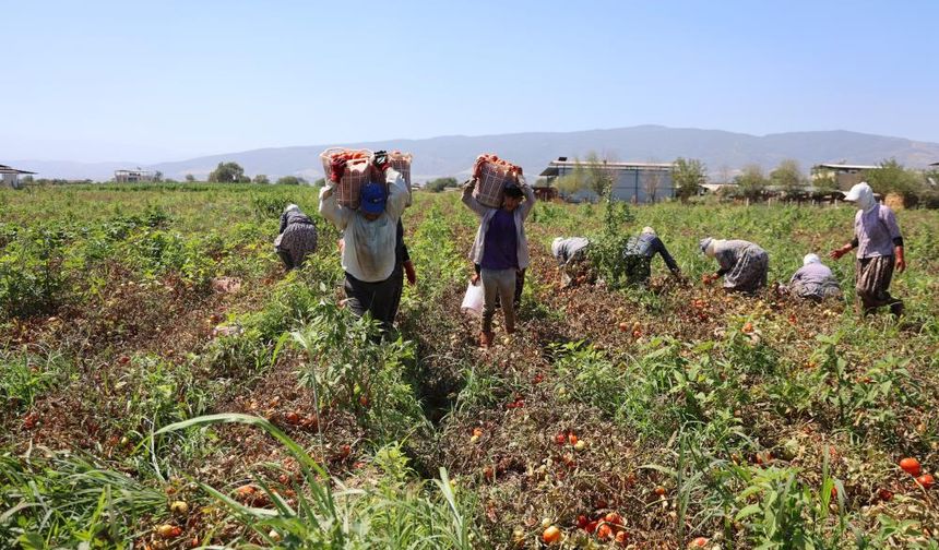Domates işçileri çöl sıcaklarında saati 250 TL'ye ter döküyor
