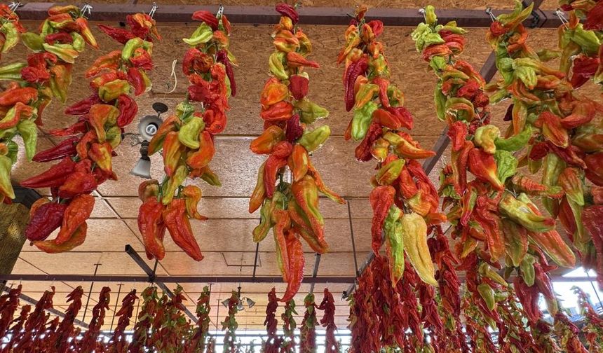 Tescilli lezzet Kale biberinin sofralara yolculuğu başladı