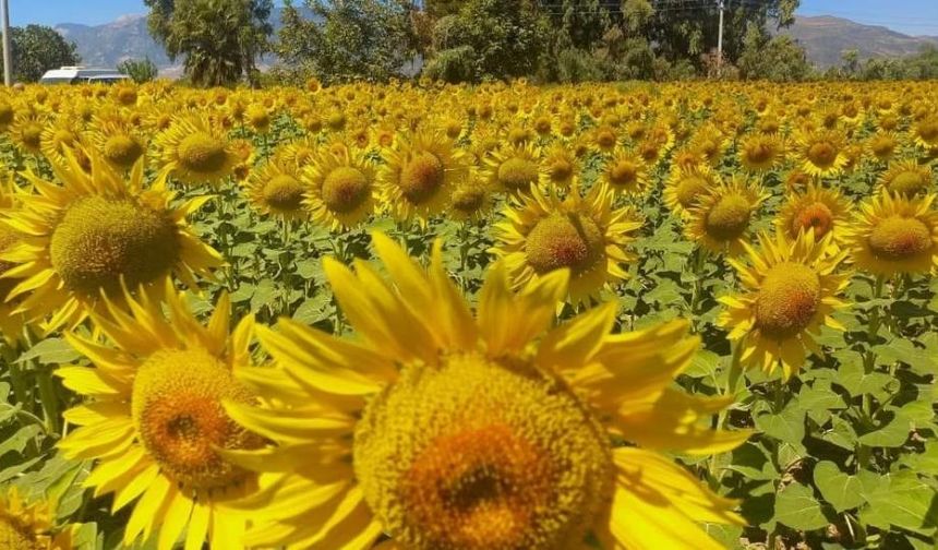 Aydın'da ayçiçeği hasadı başladı