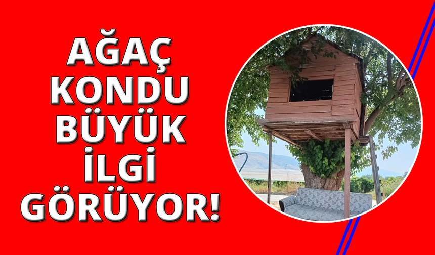 Manisa'da ağaç kondu ilgi çekmeye devam ediyor
