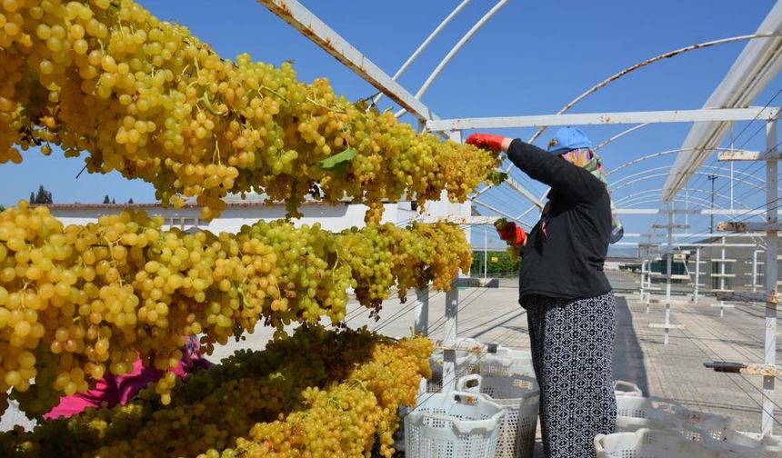 Tel sergiyle üzüm 1 numara yükseliyor