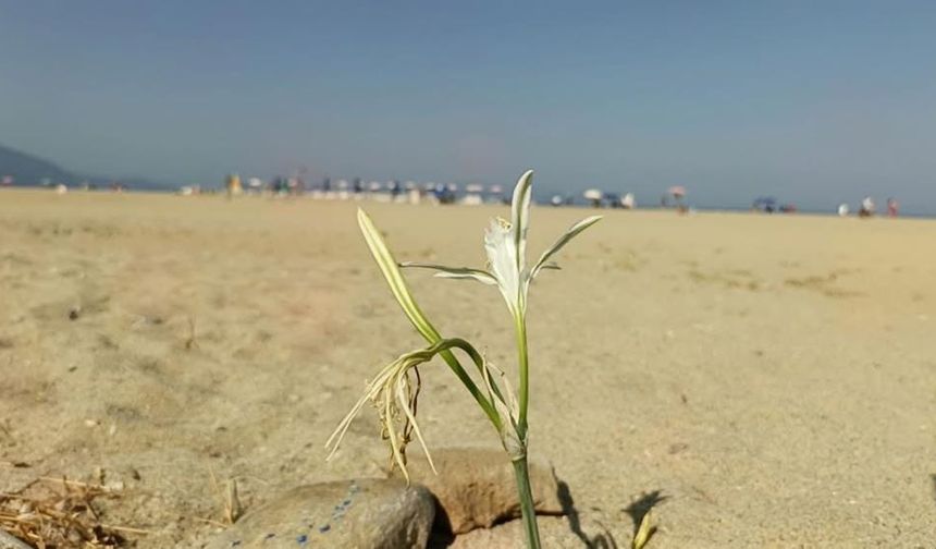 Yıllar Sonra Kuşadası'nda Kum Zambağı açtı