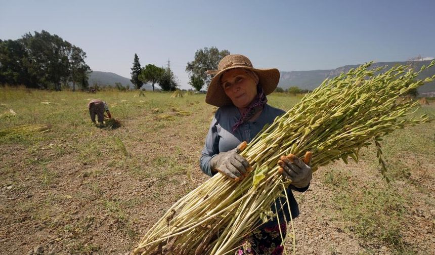 Altın susamda hasat zamanı