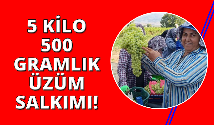 Manisa'da 5,5 kiloluk üzüm salkımı