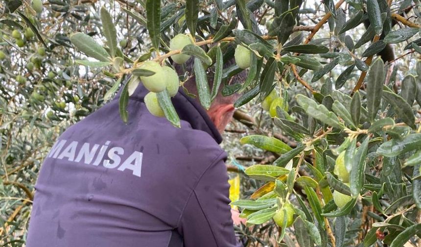 Manisa’da zeytincilere çifte uyarı