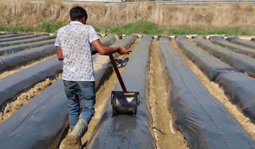 Aydın’da kış çileği hazırlıkları başladı