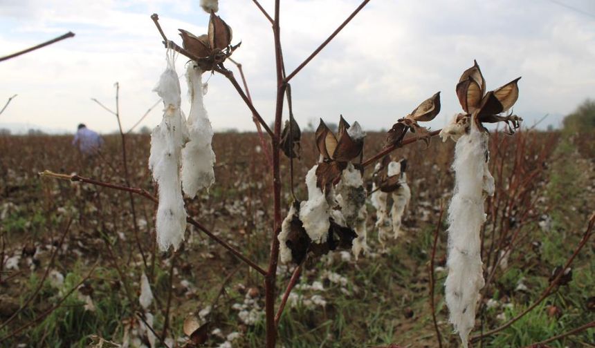 Aydın'da pamuk tarlalarını dolu vurdu