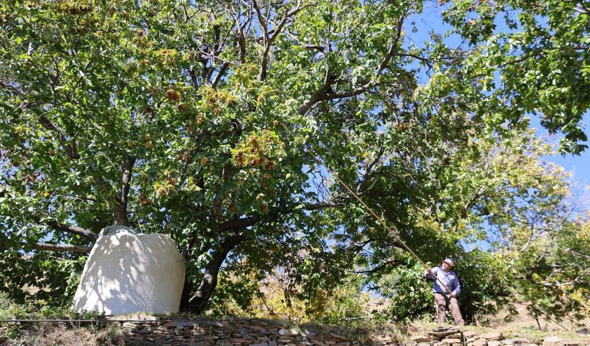 Aydın'ın dağlarında kestane sezonu sona erdi