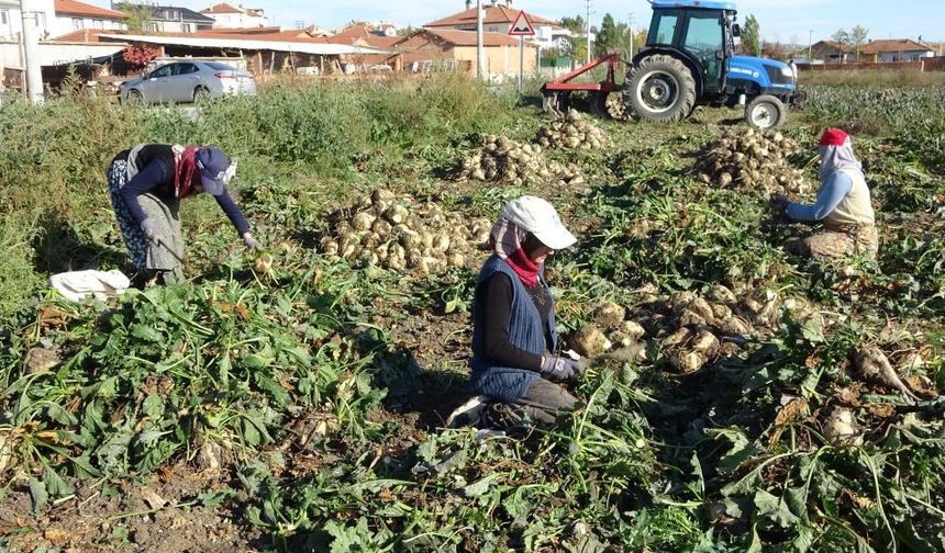 Kütahya'da pancar hasadı başladı