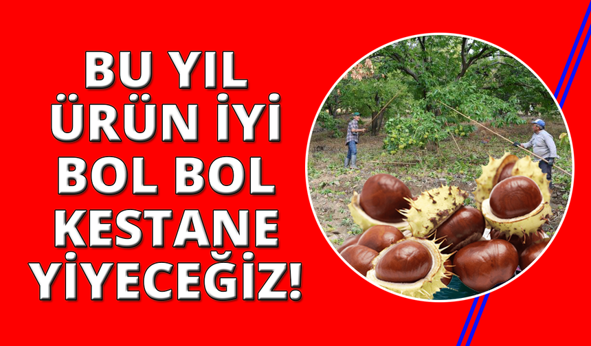 Aydın'da kestane üreticilerinin hasat telaşı sardı
